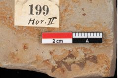 Foto (Detailansicht) von Pinus palaeostrobus Ettingshausen (NHMW-GEO-2024-0188-0199)
